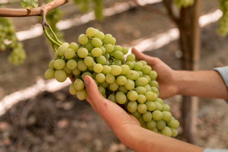 Banner Raisin de table