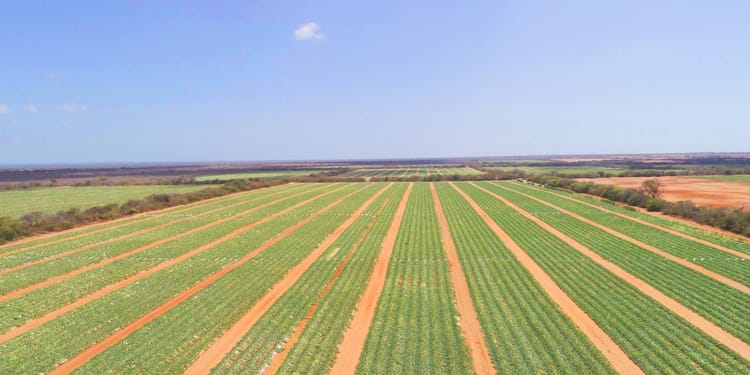 Irrigation de précision: le pouvoir au producteur
