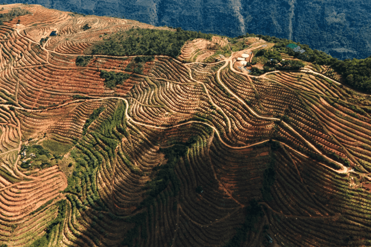 Farm field from above