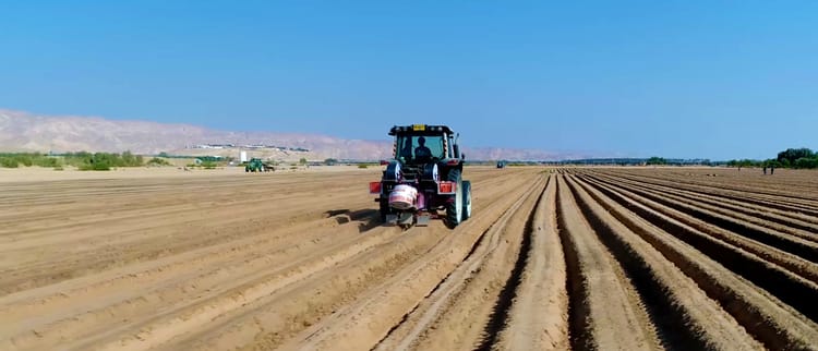 Banner LES POMMES DE TERRE