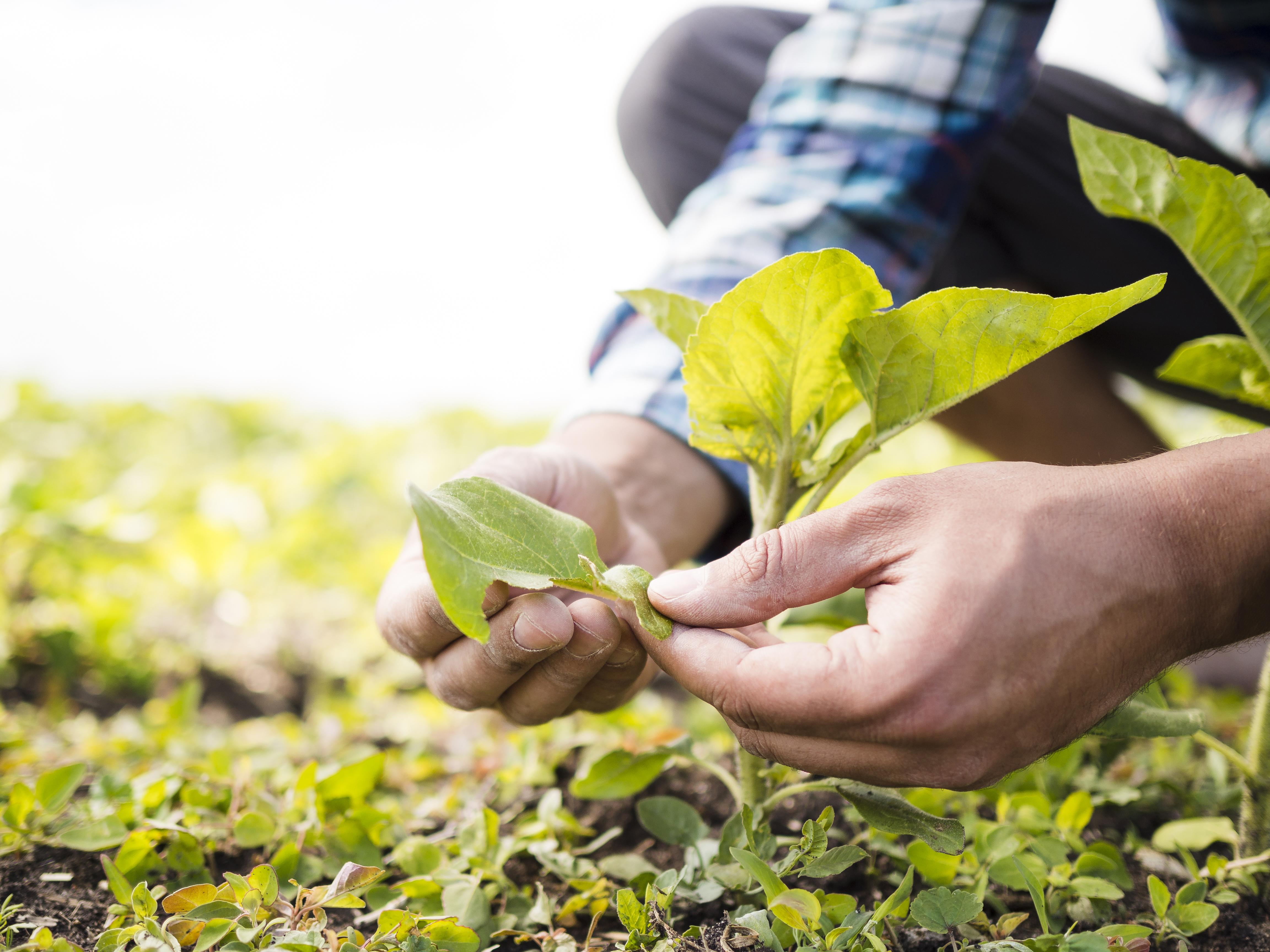 Agriculture durable