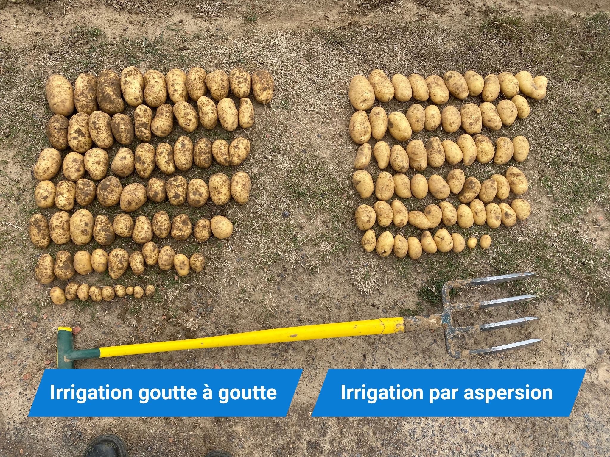 Communiqué de presse - Netafim x McCain