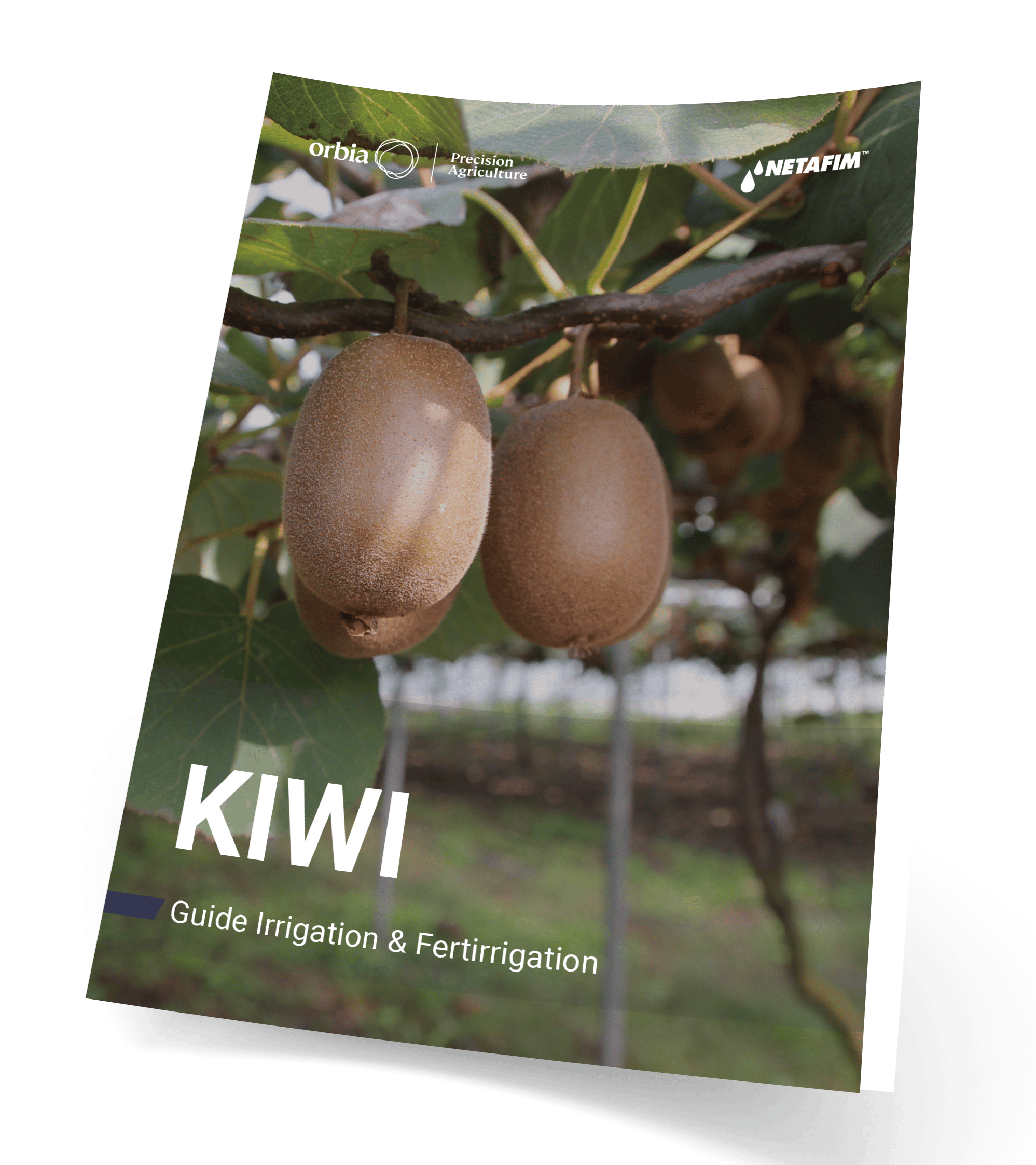 Téléchargez notre fiche culture kiwi