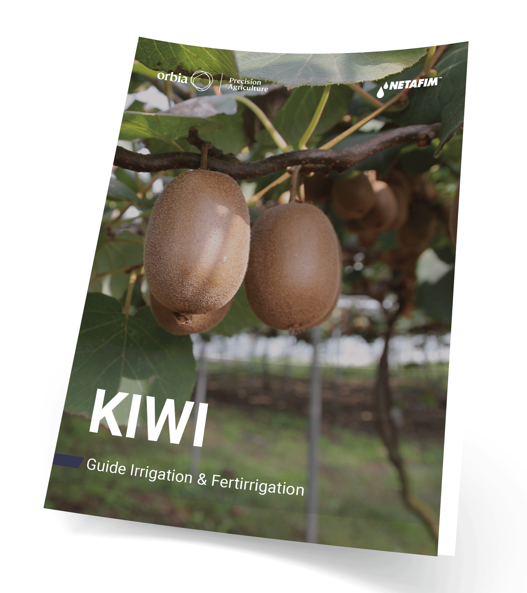 Téléchargez notre fiche culture kiwi