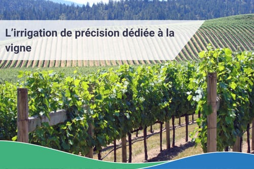 Vigne - Quelle solution d'irrigation de précision ?