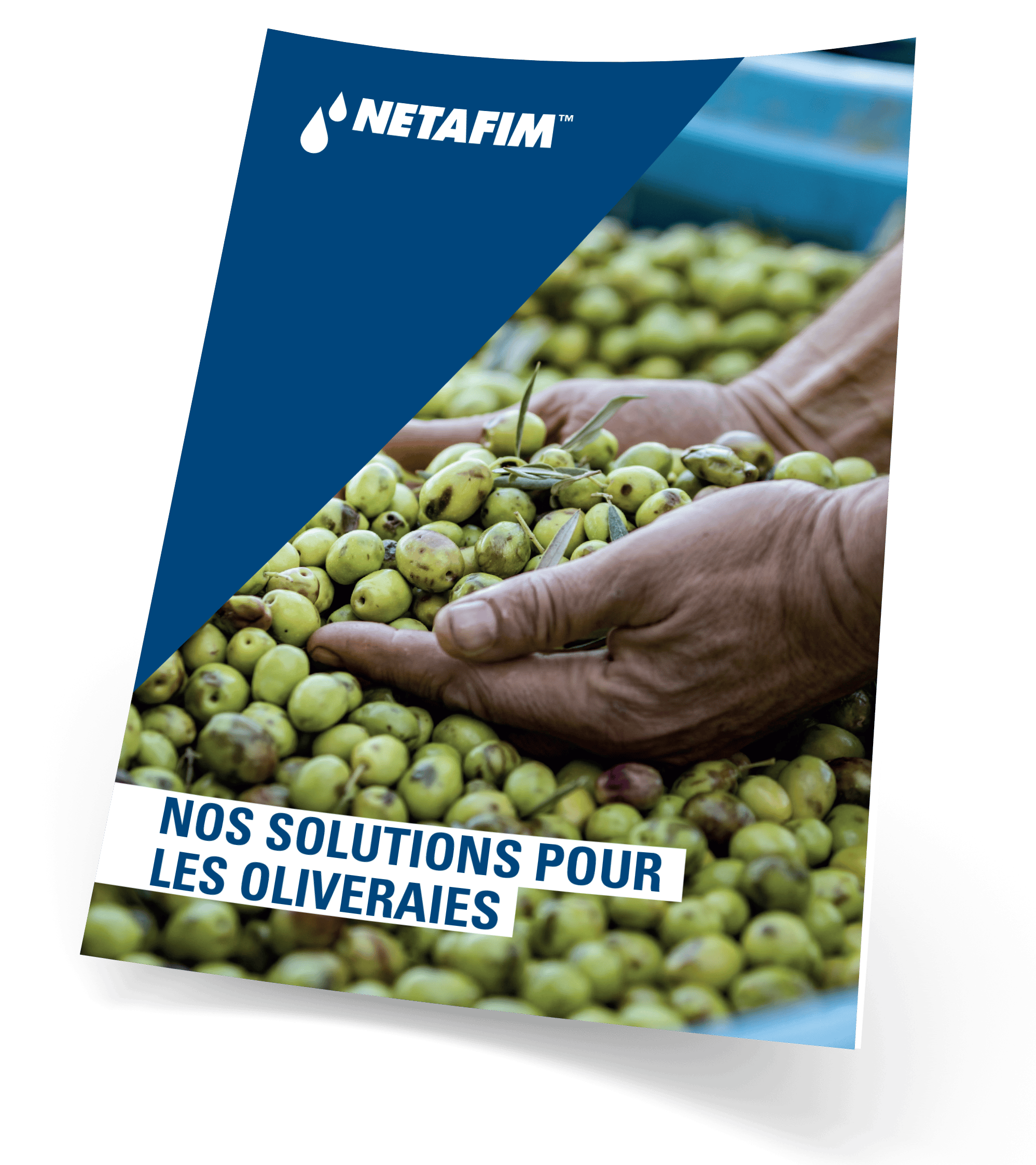 Téléchargez notre fiche culture olive