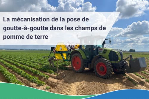 Pomme de terre - Mécanisation du goutte-à-goutte