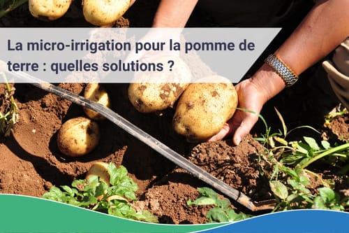 Pomme de terre - Quelles solutions en micro-irrigation ?