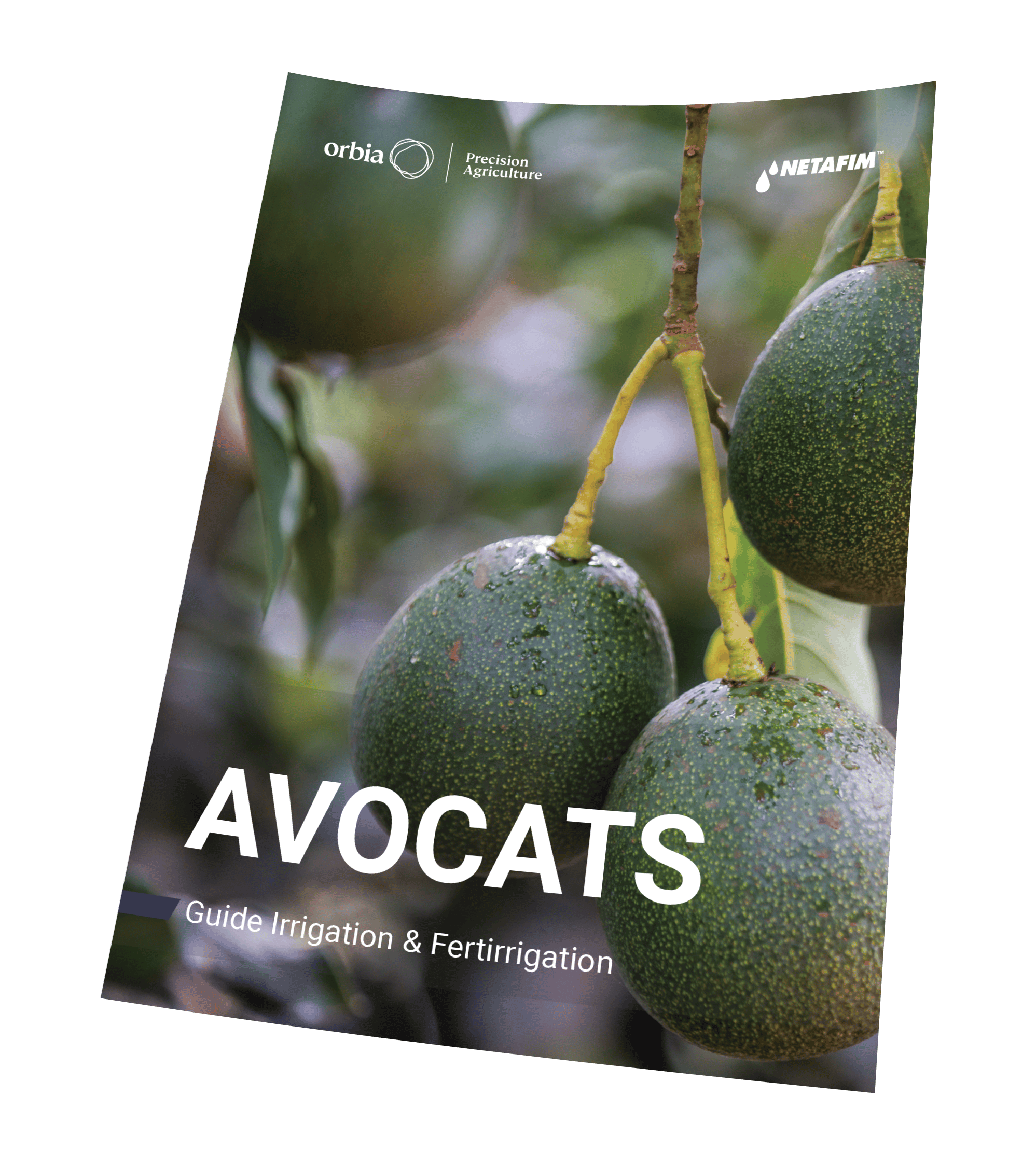 Téléchargez notre fiche culture avocat