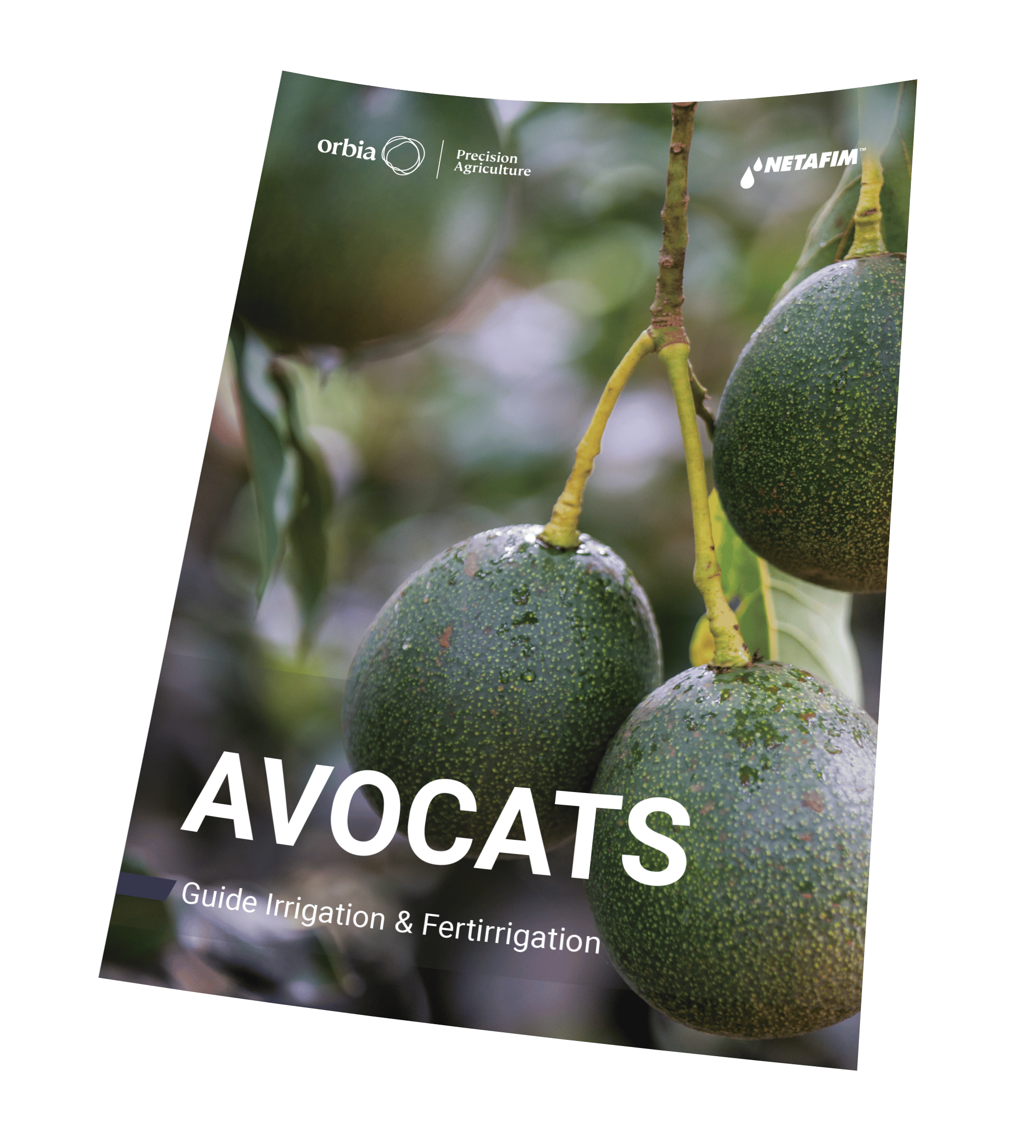 Téléchargez notre fiche culture avocat