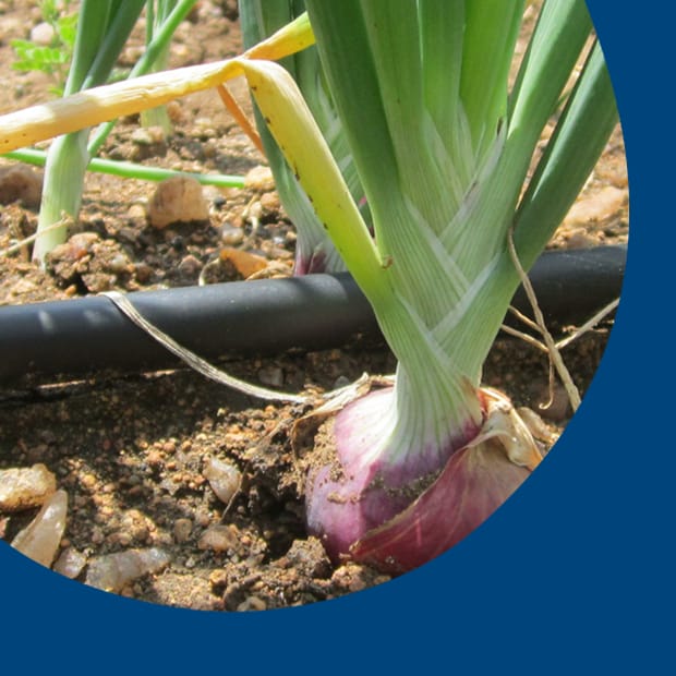 Réduire le ruissellement et le lessivage