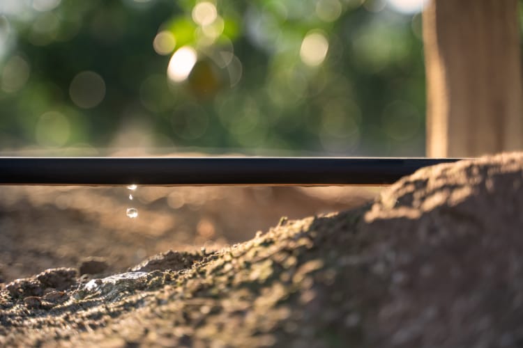 Efficacité d'utilisation de l'eau