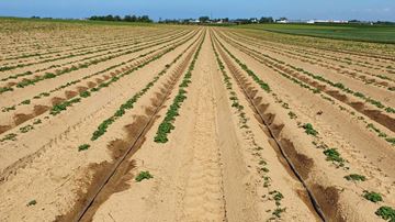 La culture de la pomme de terre en France