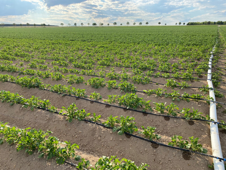 L’irrigation de précision sur pommes de terre, la solution d’avenir