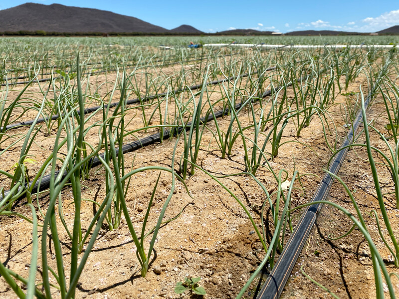 GOUTTE À GOUTTE DÉVELOPPEMENT DE NOUVELLES APPLICATIONS