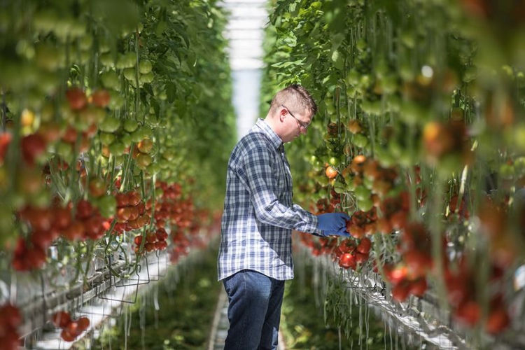 Conditions de croissance optimales pour les tomates | Netafim