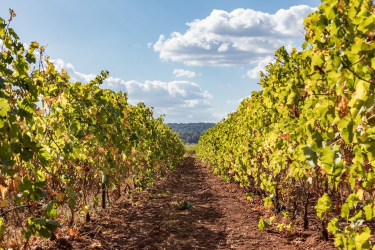 Banner Comment l'irrigation au goutte à goutte peut-elle contribuer à atténuer l'effet du changement climatique dans les vignobles ?