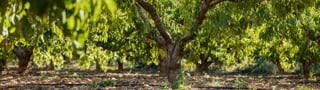 Arboriculture et viticulture