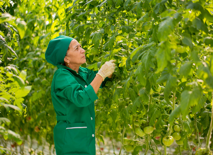 AZERBAIDJAN: CULTIVER DES TOMATES, ÉCONOMISER L'EAU