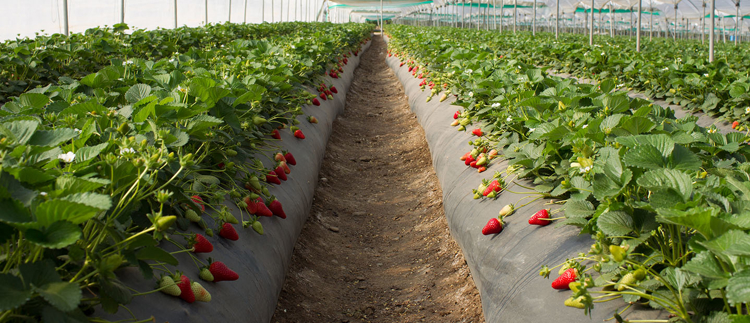 Nos solutions d'irrigation pour vos plants de fraises