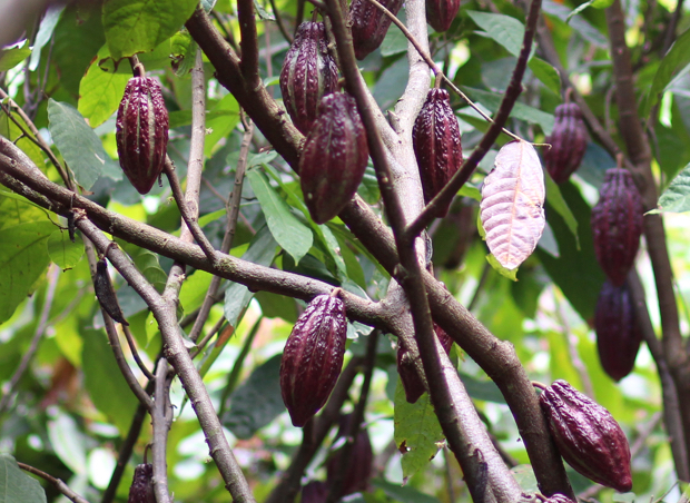 Gérer les éléments nutritifs des plantes